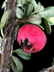 Cotoneaster microphyllus: Fruit with open navel.
 Image: D. Glenny © Landcare Research 2017 CC BY 3.0 NZ